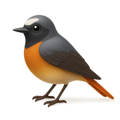 Illustration of a small bird with orange chest, gray wings, and black face on a black background.